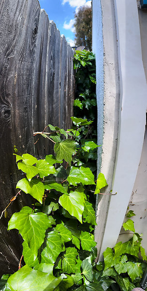 Back Fence-6 - N