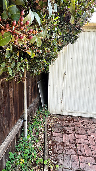 South Neighbor-8 - Trim Plants