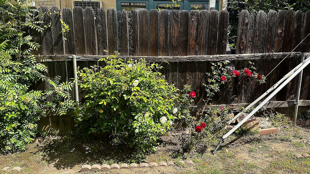 South Neighbor-3