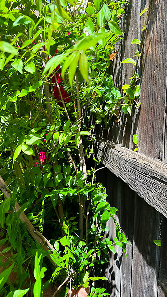 South Neighbor-7 - Trim Plants