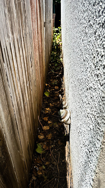 Back Fence-12