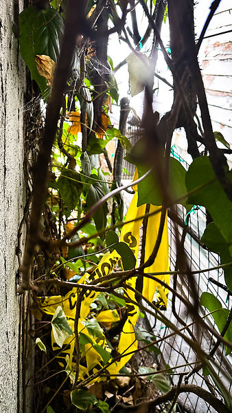 May 2023-13 - Remove more ivy