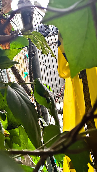 May 2023-17 - Remove more ivy