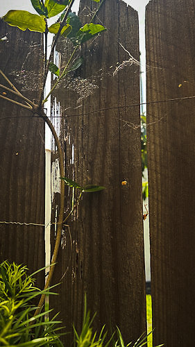 Fence Condition 202309-2